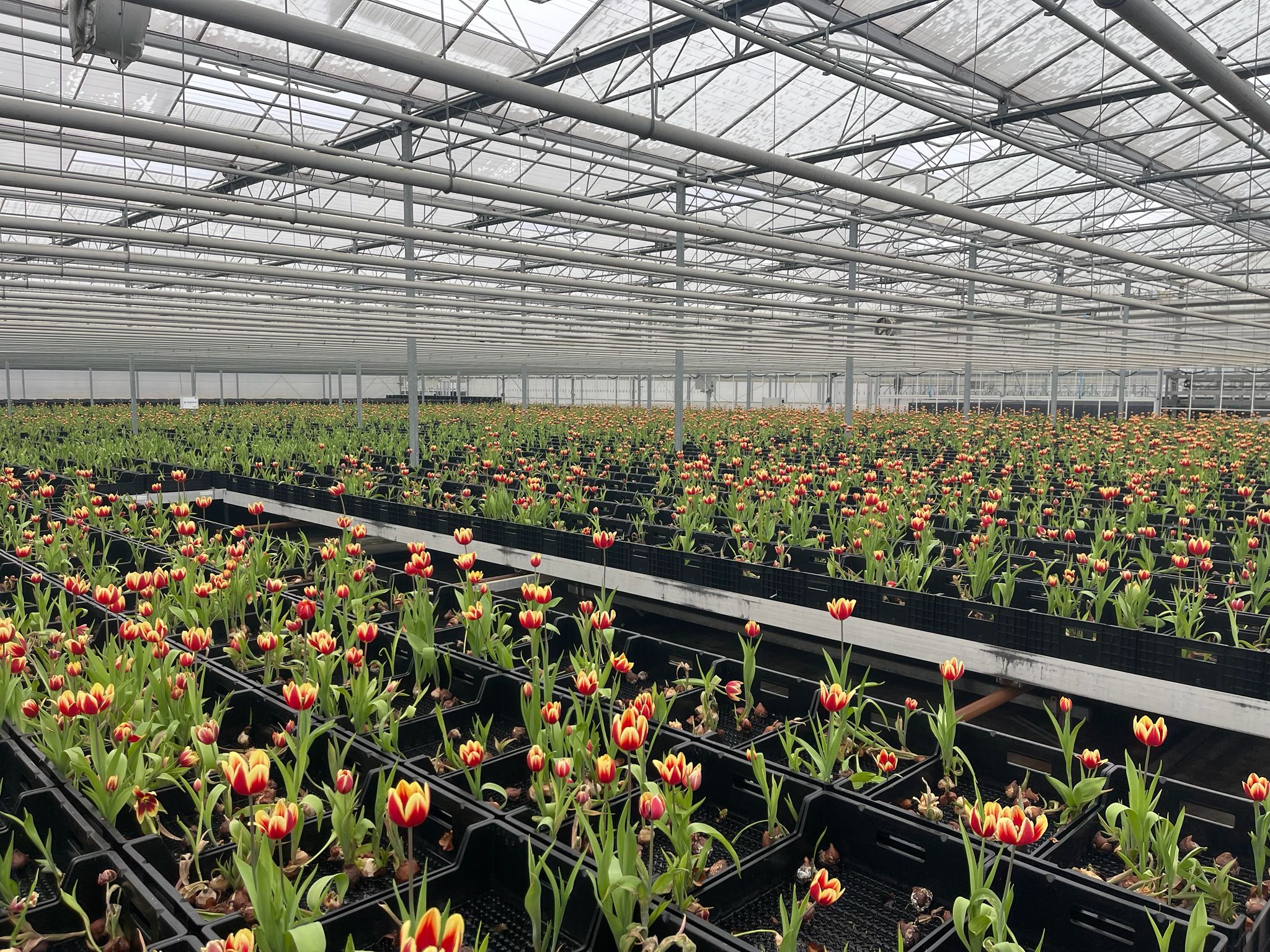 Rows of tulips under glass at the Tulpen.nl greenhouse, stretching to the horizon